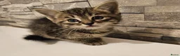 Mixed Breed cats for sale: 🐾 Beautiful Kittens  - Advert 8