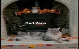 Maine Coon cats for sale: Maine Coon kittens World Champion bloodline ❤️ - Image 7