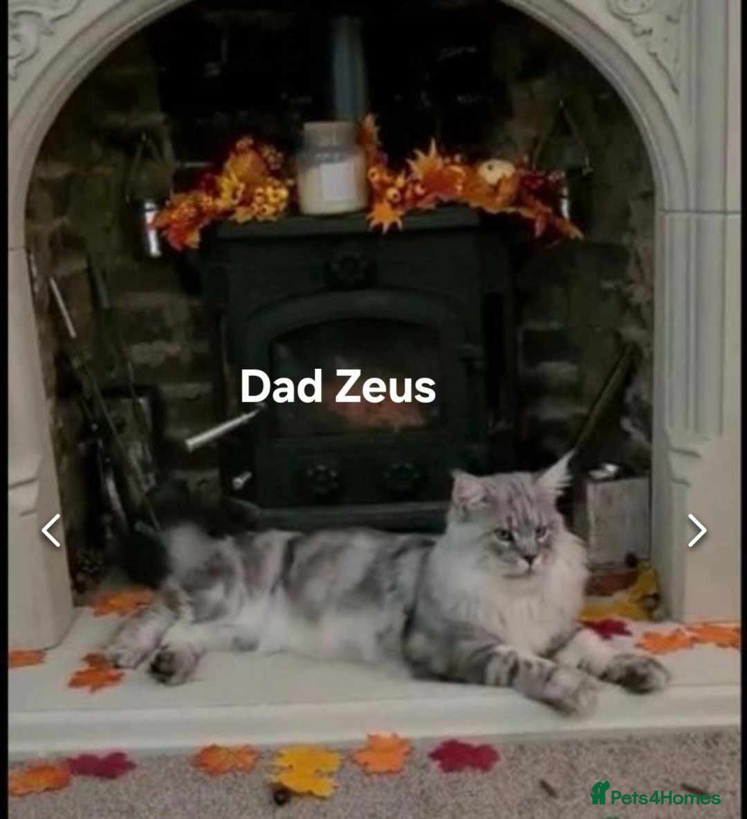 Maine Coon cats for sale: Maine Coon kittens World Champion bloodline ❤️ - Image 7