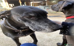 Great Dane dogs for sale: Great Dane pups our own 4th Generation  - Image 31