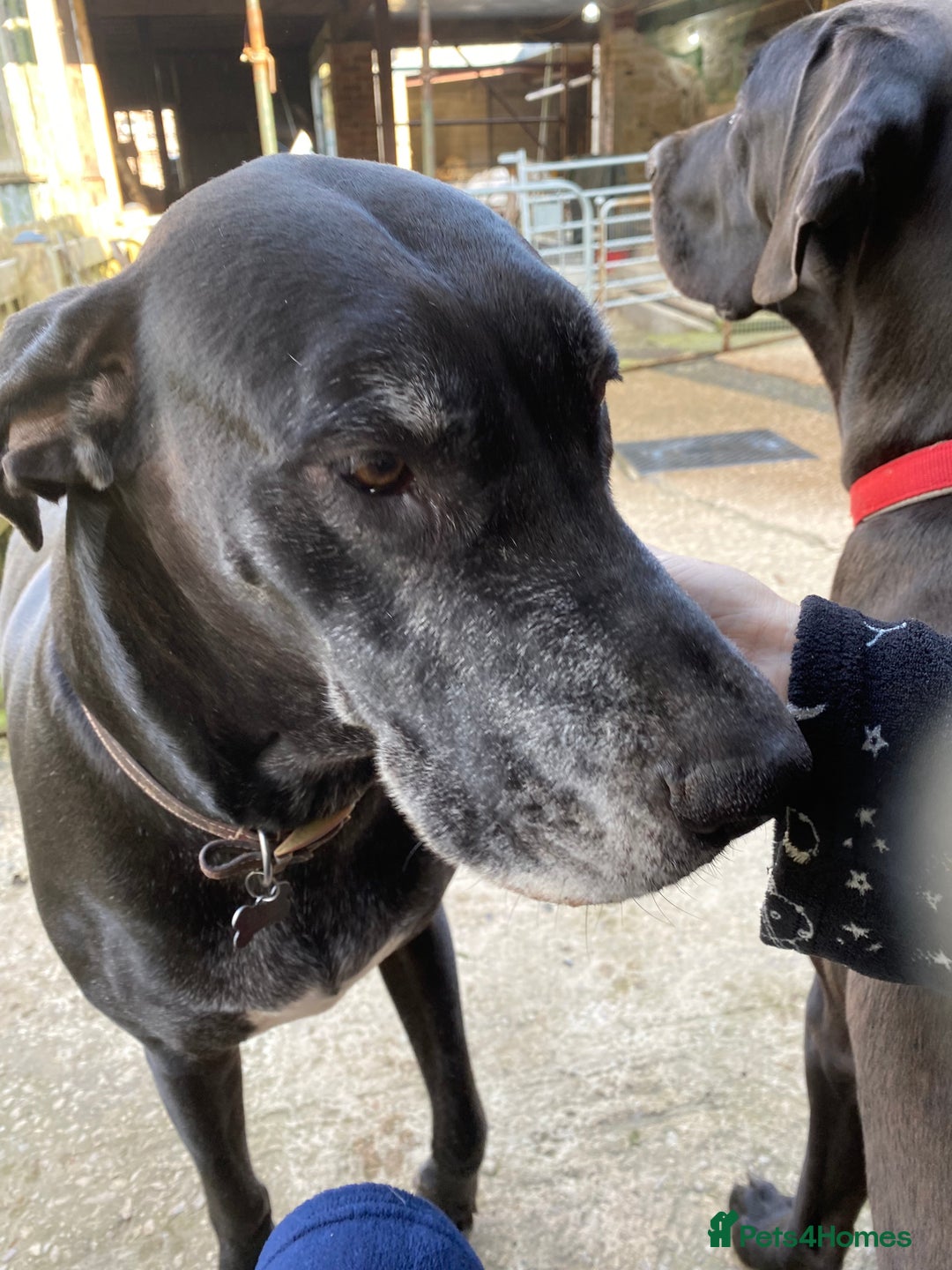 Great Dane dogs for sale: Great Dane pups our own 4th Generation  - Image 31