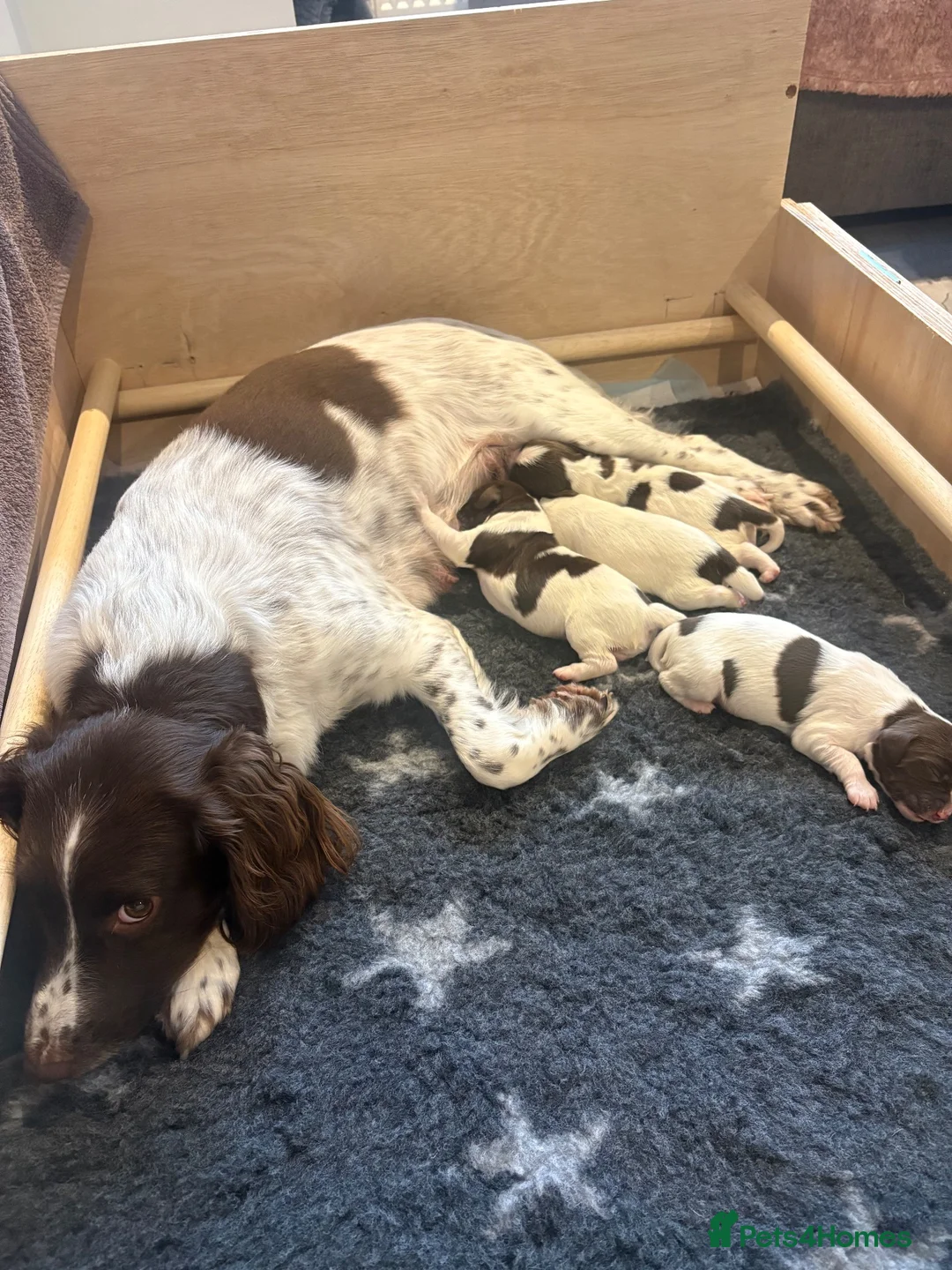English Springer Spaniel dogs for sale: KC Registered Springer Spaniel Puppy - Advert 2