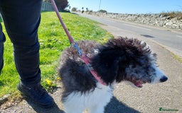 Bordoodle dogs for sale: Bordoodle Girl - Image 4