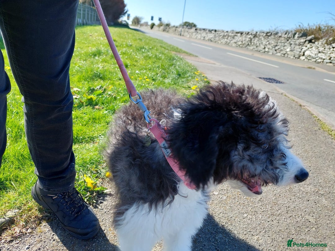 Bordoodle dogs for sale: Bordoodle Girl - Image 4