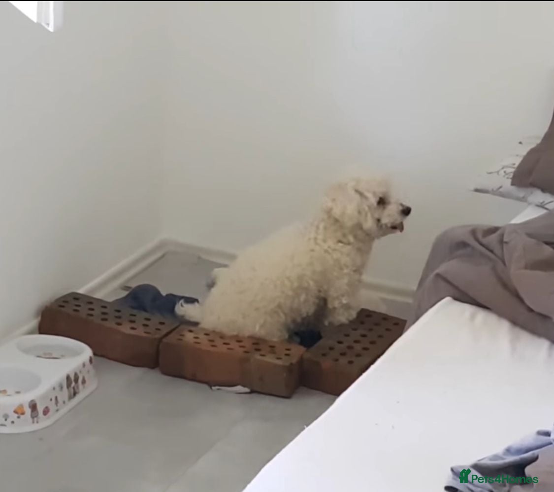 Maltipoo dogs Maltipoo puppy's  - Advert 3