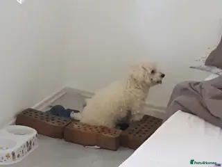 Maltipoo dogs Maltipoo puppy's - Advert 2