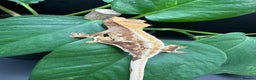 Gecko reptiles for sale: Crested Gecko babies/juveniles - Red Lily whites  in Leicester - Advert 2