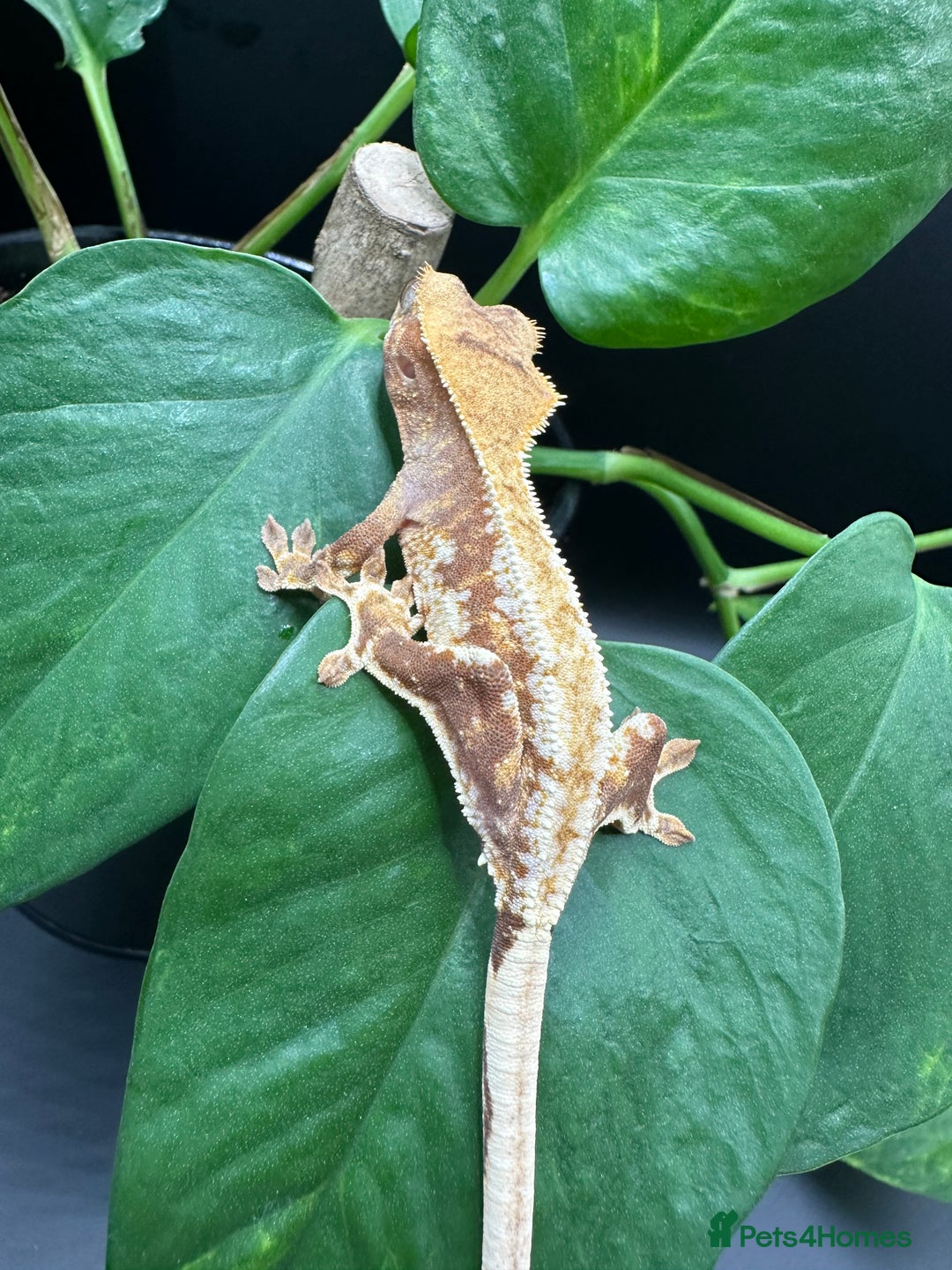 Gecko reptiles for sale: Crested Gecko Hatchlings/Babies - Mixed Morphs  in Leicester - Image 2