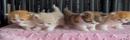 British Shorthair cats for sale: Beautiful BSH babies for sale  in Grays - Advert 6