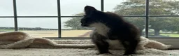 Mixed Breed cats for sale: Very very friendly black & white kitten  - Advert 2