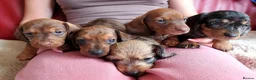 Miniature Dachshund dogs for sale: KC reg miniature wirehaired Dachshunds - Advert 2