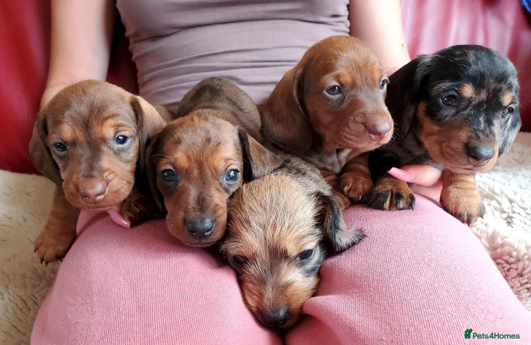 Miniature Dachshund dogs for sale: KC reg miniature wirehaired Dachshunds - Advert 2