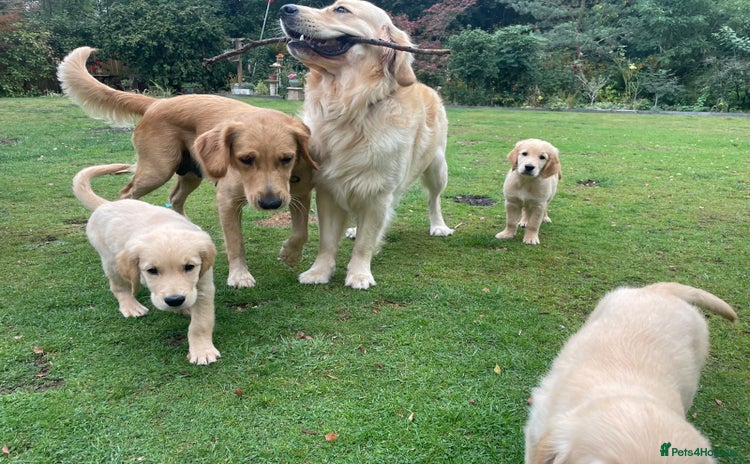Golden Retriever dogs - Advert 5