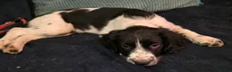 English Springer Spaniel dogs for sale: Orio and her puppies 🐶  in Towcester - Advert 6