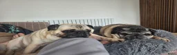 Pug dogs for sale: Male Pug age 10 and Female Pug age 6 in Birmingham - Advert 8