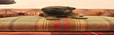 Border Terrier 1
