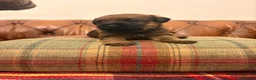 Border Terrier dogs for sale: 1 Boy available Border Terrier Puppies  in Whitchurch - Advert 5