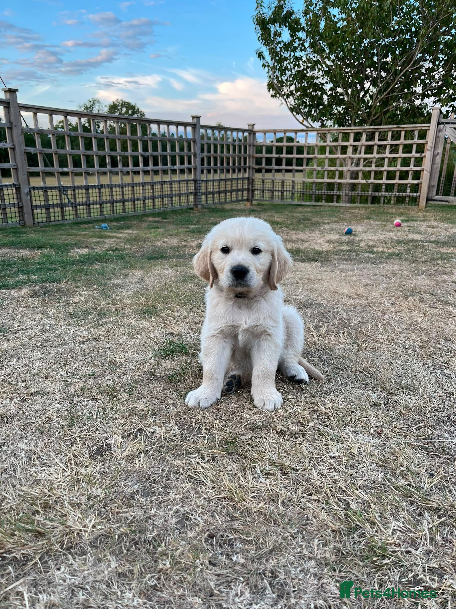 Golden Retriever dogs Kc Cream Golden retriever puppies All reserved now - Advert 13