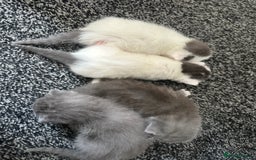 Mixed Breed cats for sale: Beautiful grey & white kittens  - Image 6