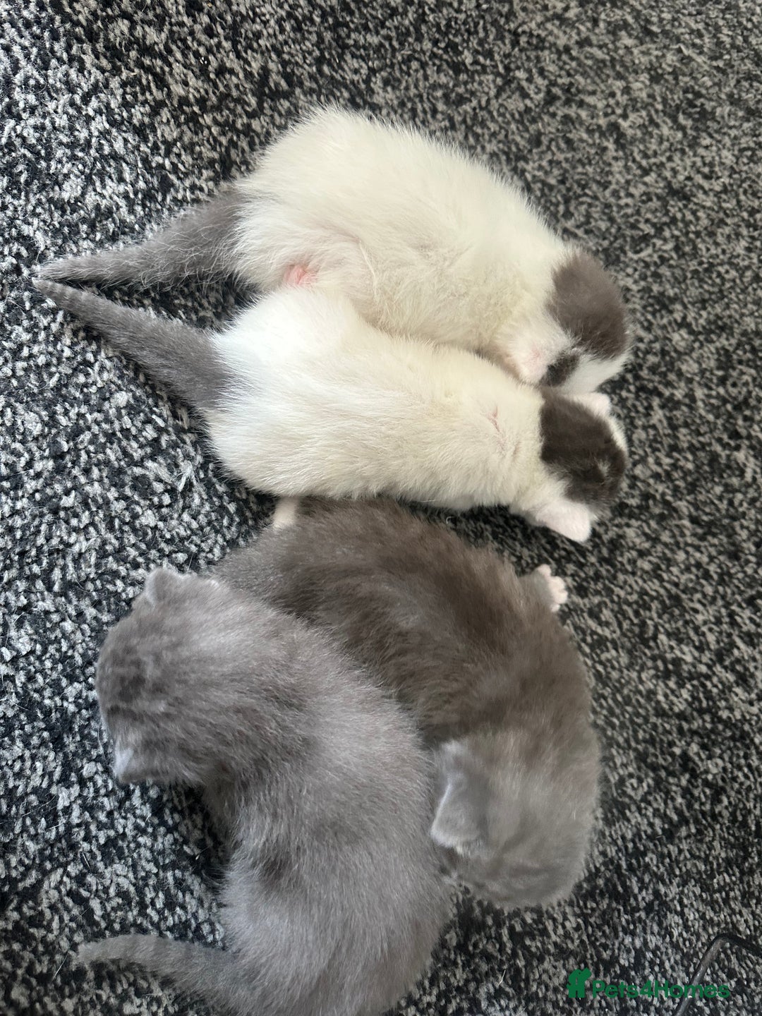 Mixed Breed cats for sale: Beautiful grey & white kittens  - Image 6