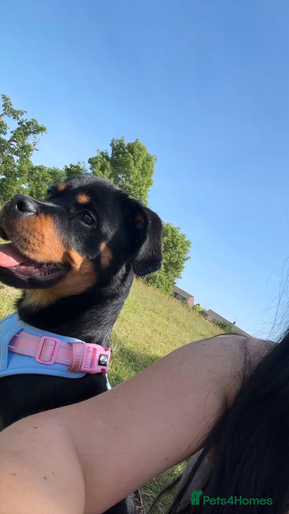Rottweiler dogs Bambi - Advert 3