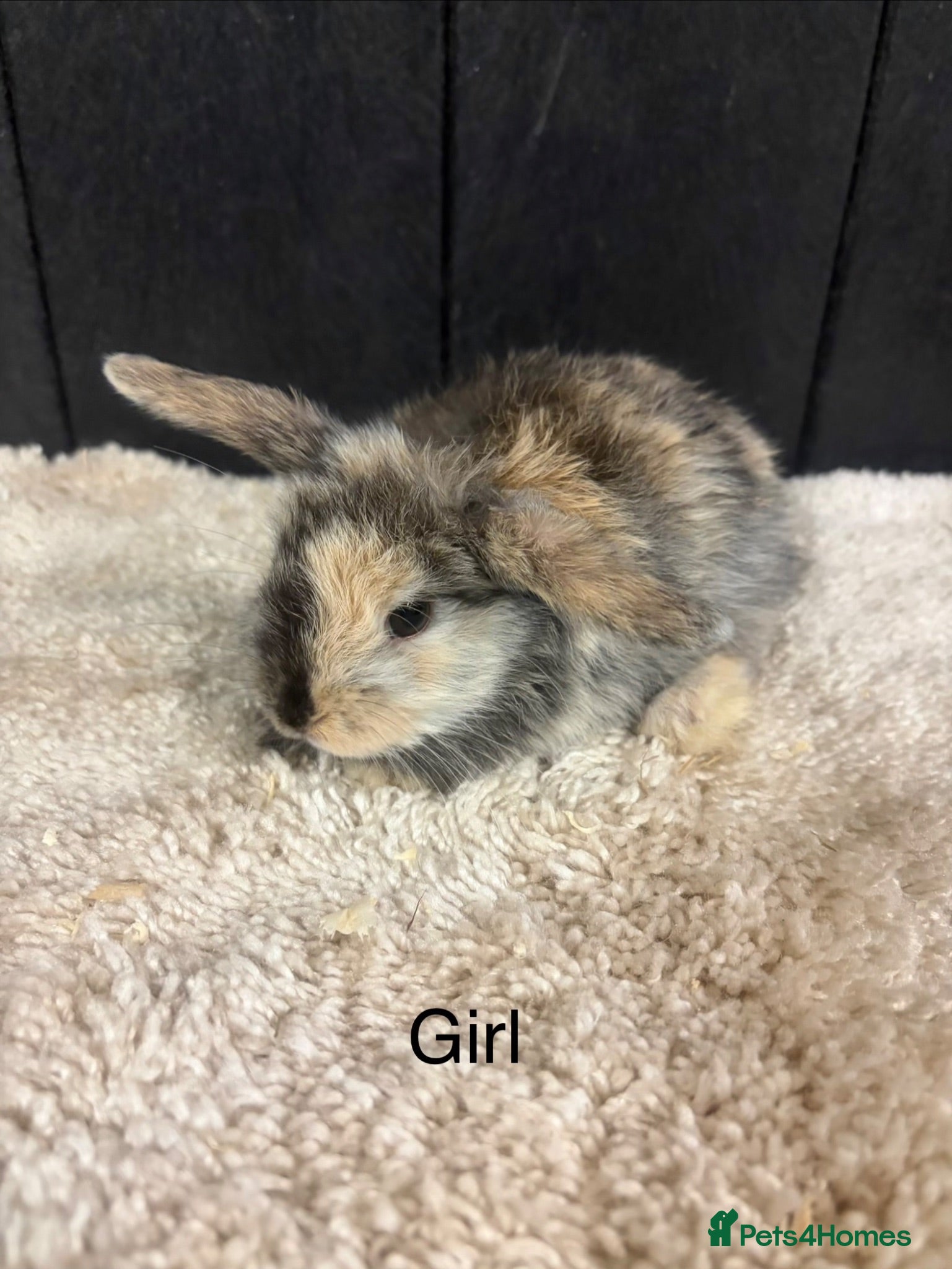 Mini Lop rabbits Stunning bunnies  - Advert 3