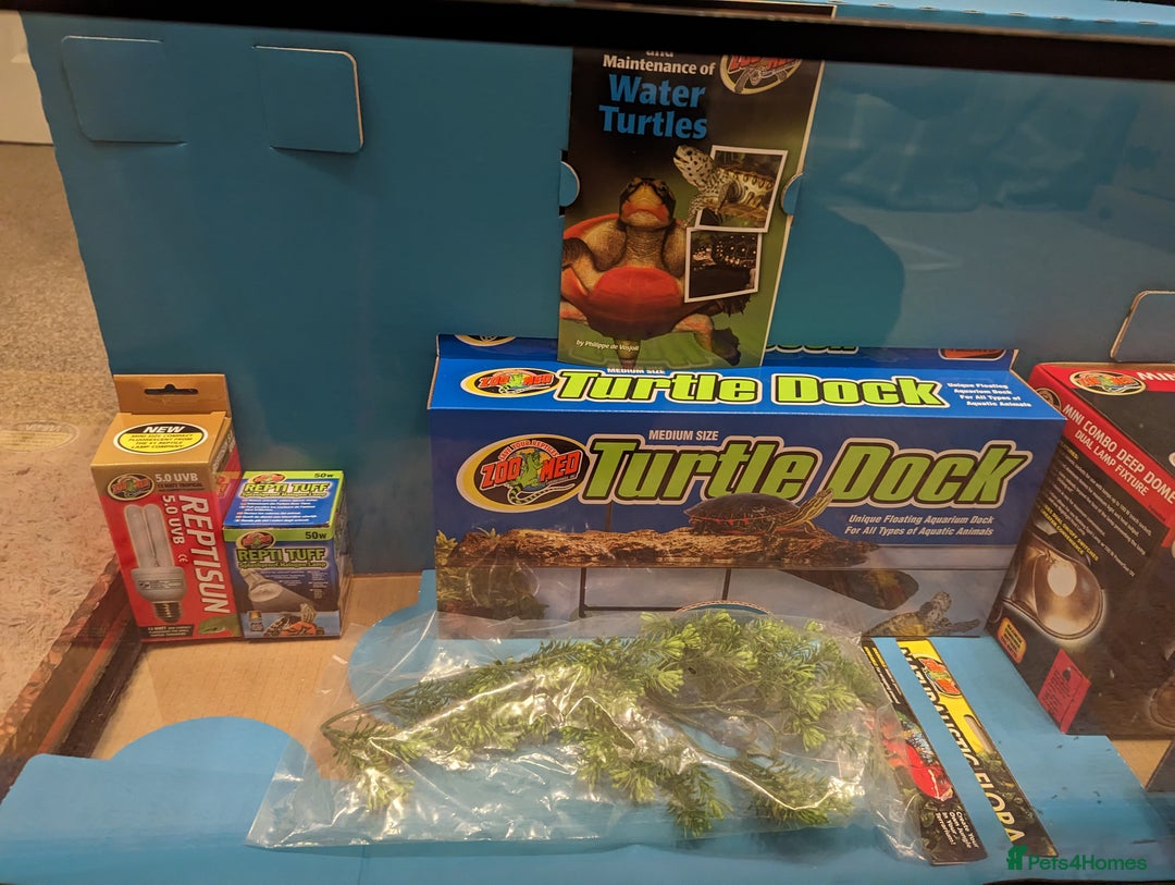 Turtle reptiles for sale: 2 Musk Turtles and 40 gallon tank set up - Image 16
