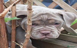 Olde English Bulldogge dogs for sale: Olde Tyme bulldogs puppies  - Image 4