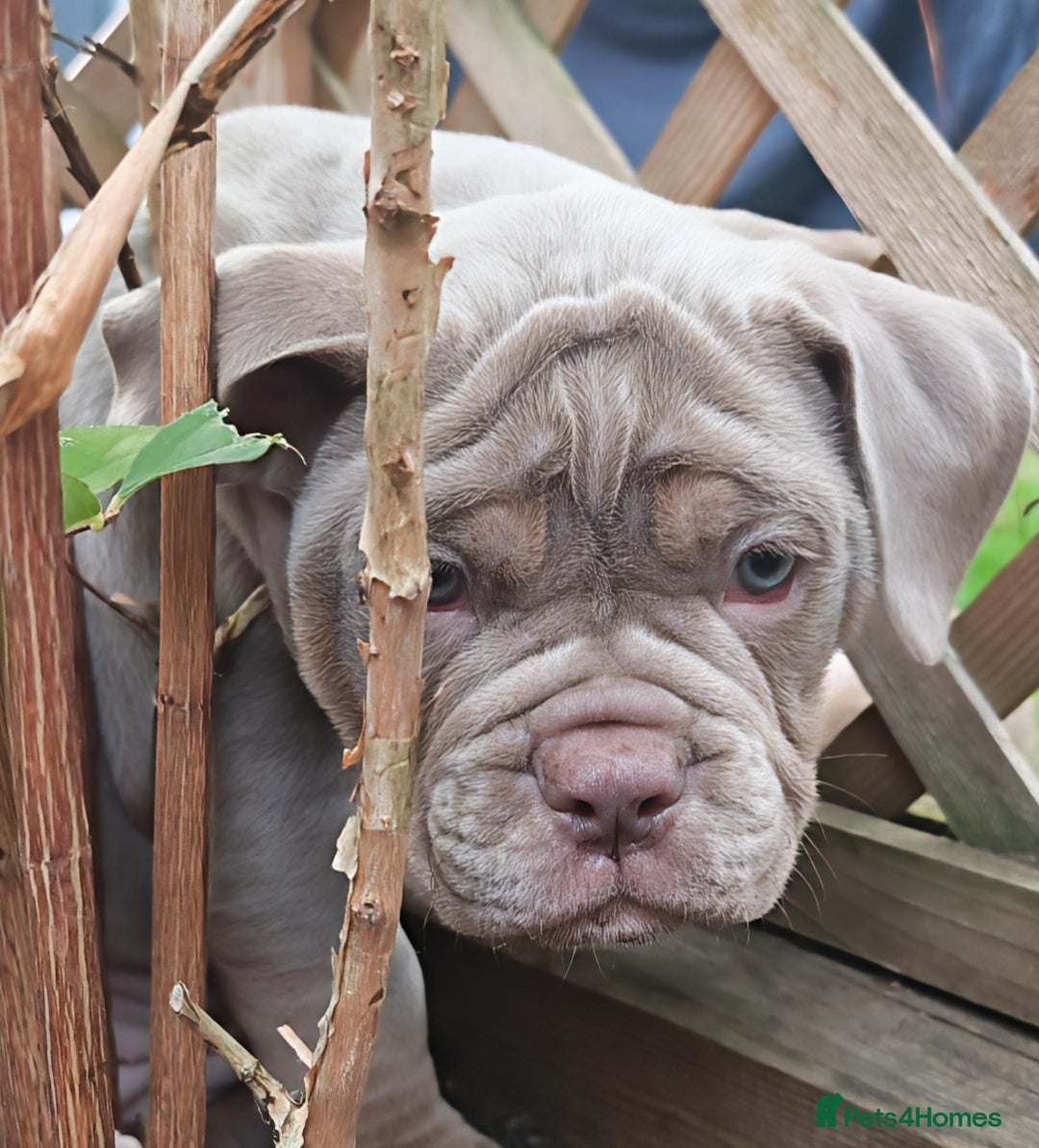 Olde English Bulldogge dogs for sale: Olde Tyme bulldogs puppies  - Image 4