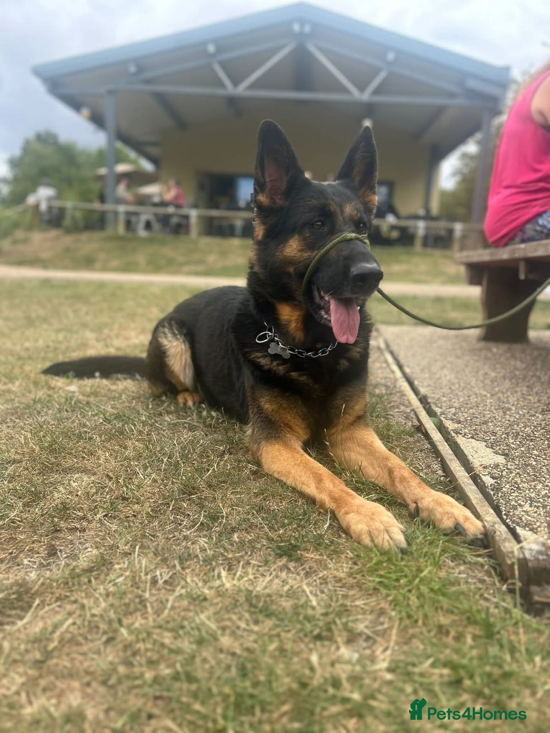 German Shepherd dogs for sale: Kara 6 Year Old GSD Looking For New Home - Image 3