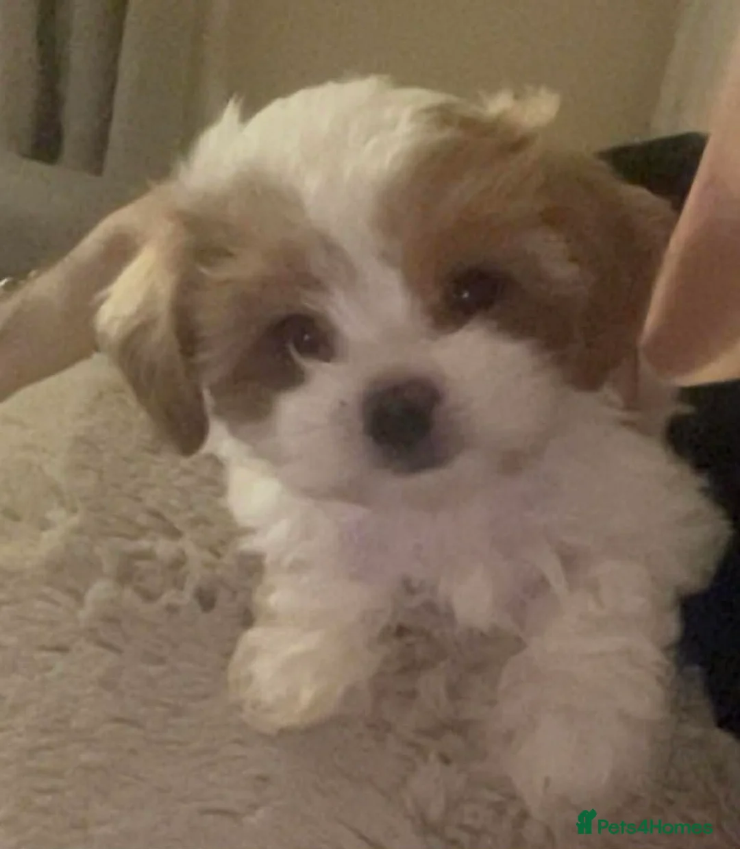 Mixed Breed dogs for sale: 2 x  HAVACHON pups for sale *Ready Now - Advert 1