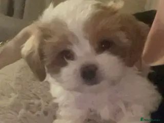 Mixed Breed dogs 2 x HAVACHON pups for sale - Advert 1