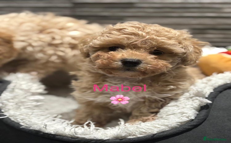 Poochon dogs 3 Poochons,  All Girls 💝Ready Now in Cheshire  - Advert 2