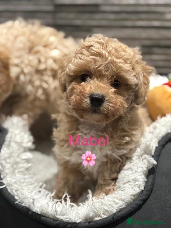 Poochon dogs 3 Poochons, All Girls 💝Ready Now in Cheshire - Advert 2