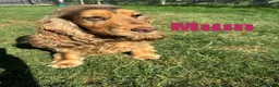 Cocker Spaniel dogs for sale: SUPERB SHOW TYPE COCKER SPANIEL PUPPIES  - Advert 8