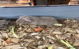 Guinea Pig rodents for sale: Lots of lovely baby guinea pigs - Image 4