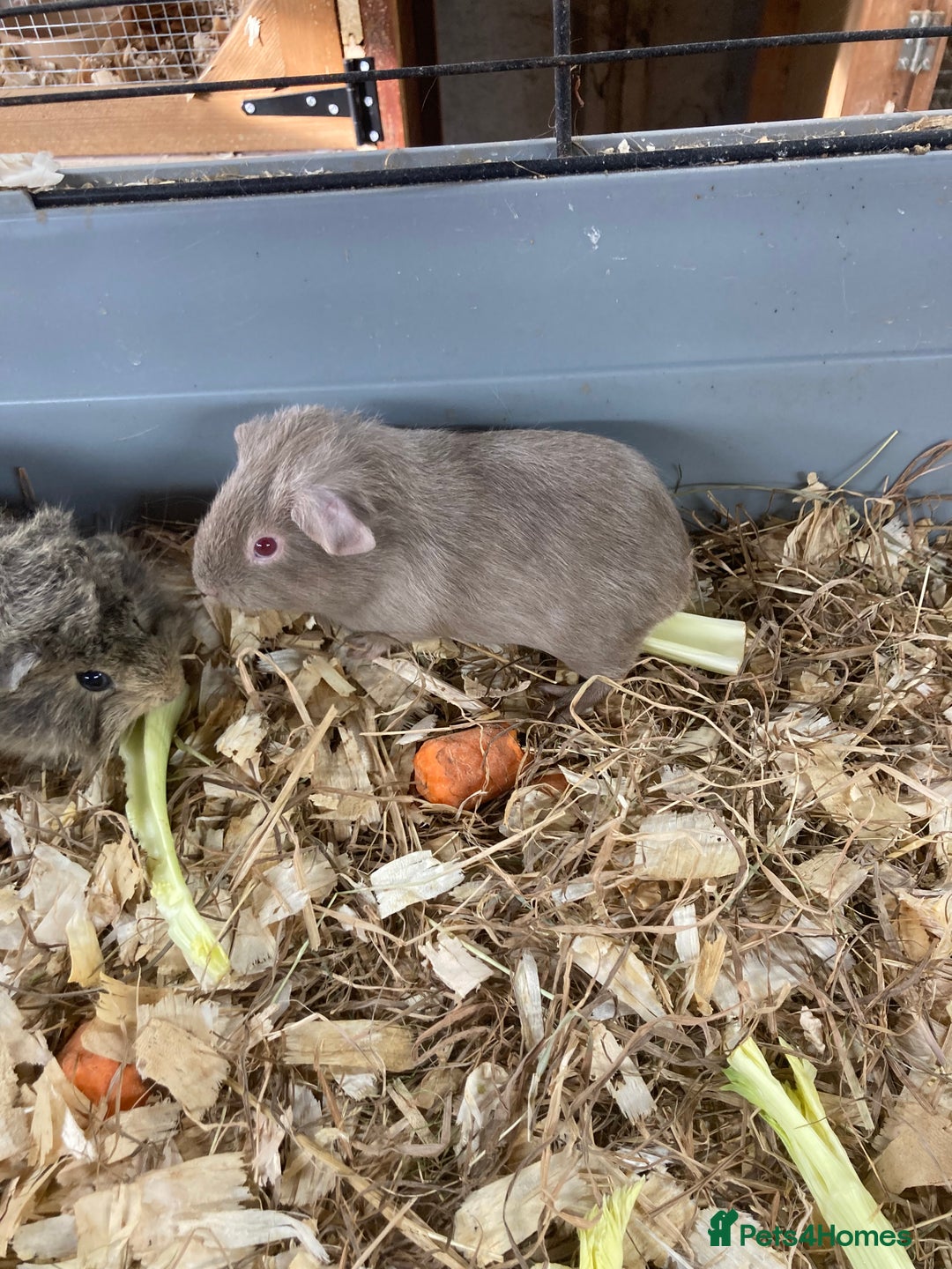 Guinea Pig rodents for sale: Lots of lovely baby guinea pigs - Image 4