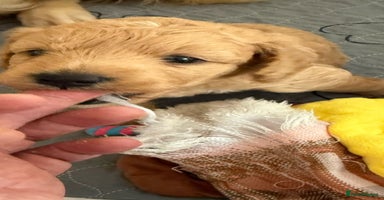 Goldendoodle dogs - Advert 11