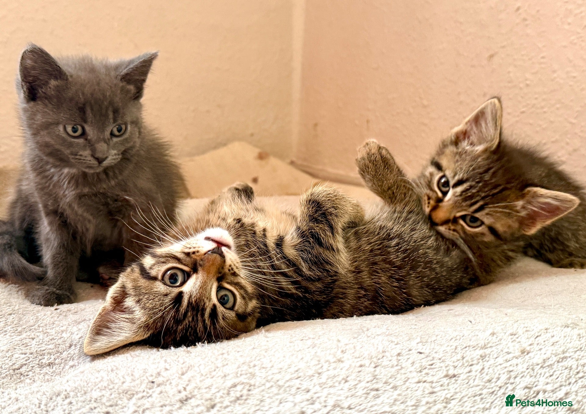 Mixed Breed cats Gorgeous kittens, 1 grey girl, 2 tabby boys - Advert 1