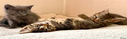 Mixed Breed cats for sale: Gorgeous kittens, 1 grey girl, 2 tabby boys - Advert 1