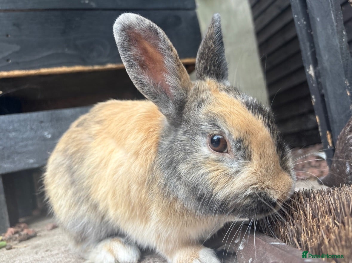 Mixed Breed rabbits Lovely baby bunnies - Advert 1