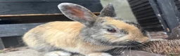 Mixed Breed rabbits for sale: Lovely baby bunnies - Advert 1