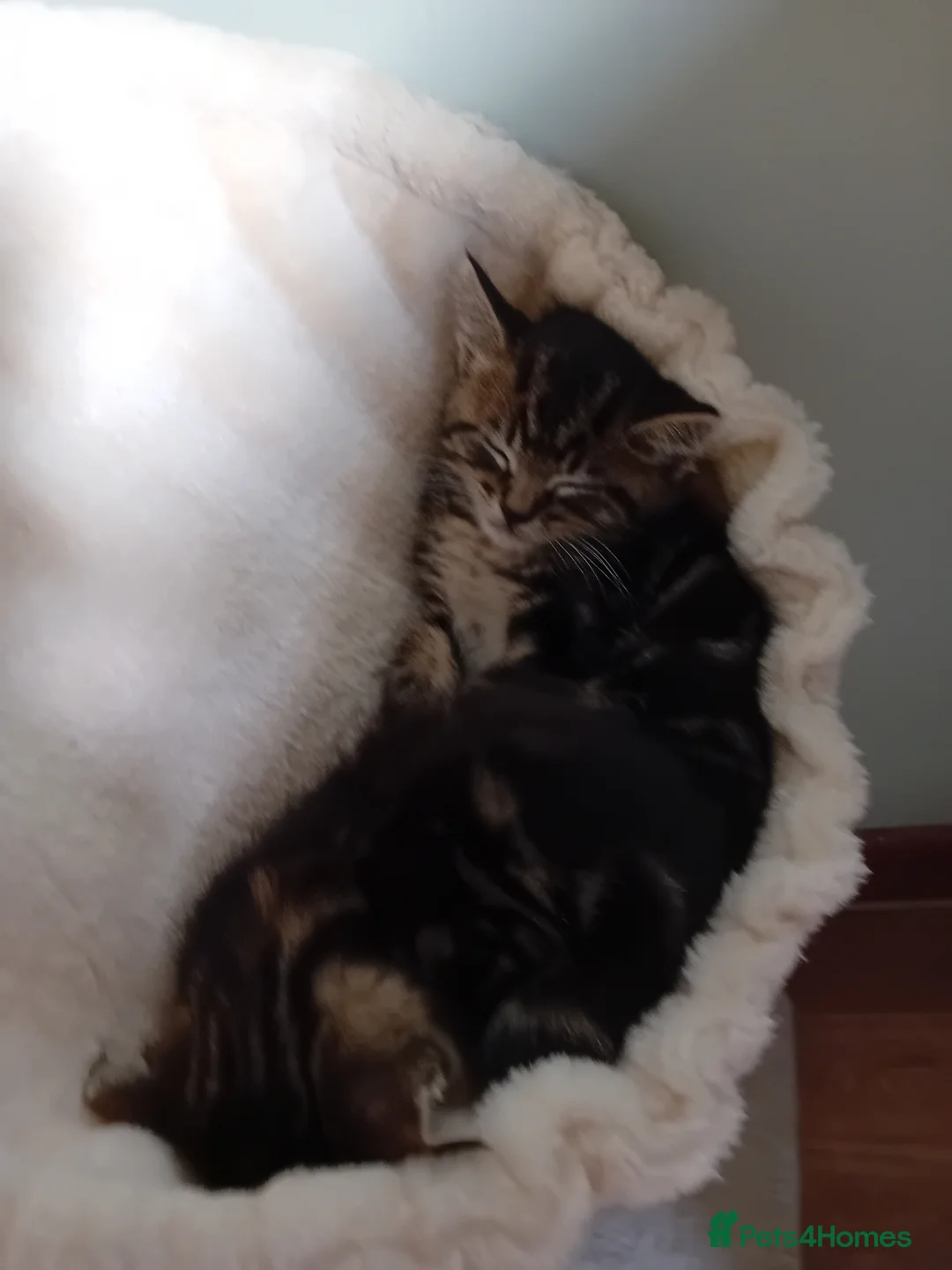 British Shorthair cats for sale: Beautiful mackerel tabby kittens in Stockbridge - Advert 2