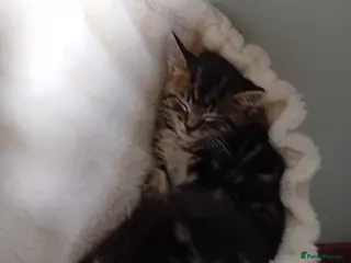 British Shorthair cats Beautiful mackerel tabby kittens - Advert 5