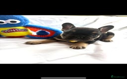 French Bulldog dogs for sale: French bulldog puppies - Image 1