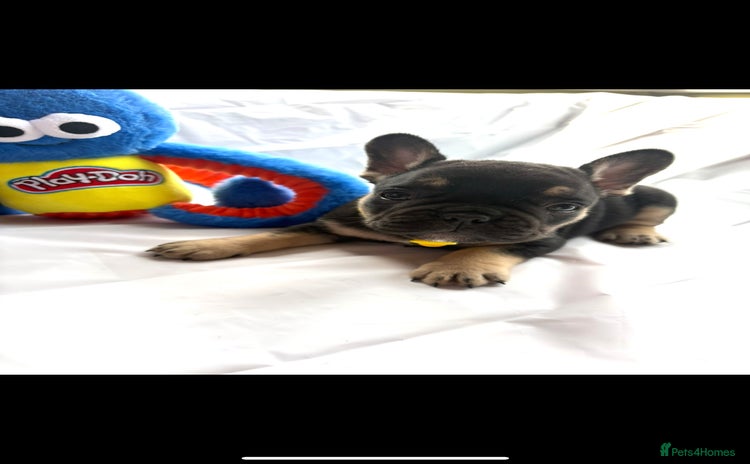 French Bulldog dogs - Advert 3