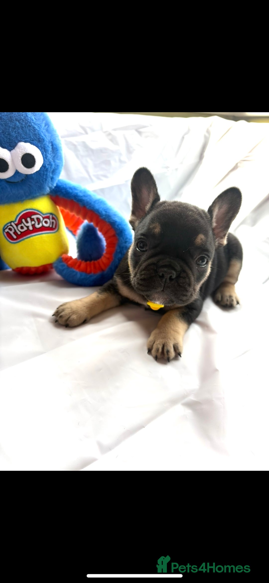 French Bulldog dogs for sale: French bulldog puppies - Image 1