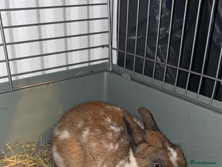 Mixed Breed rabbits Male rabbit for sale - Advert 2