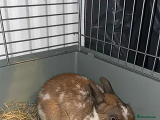 Mixed Breed rabbits Male rabbit for sale - Advert 14