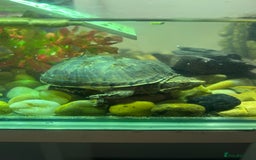 Turtle reptiles for sale: Pair of musk turtles and set up  - Image 4
